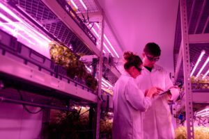 scientists in a lab inspecting plants