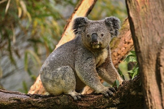 Koala 1