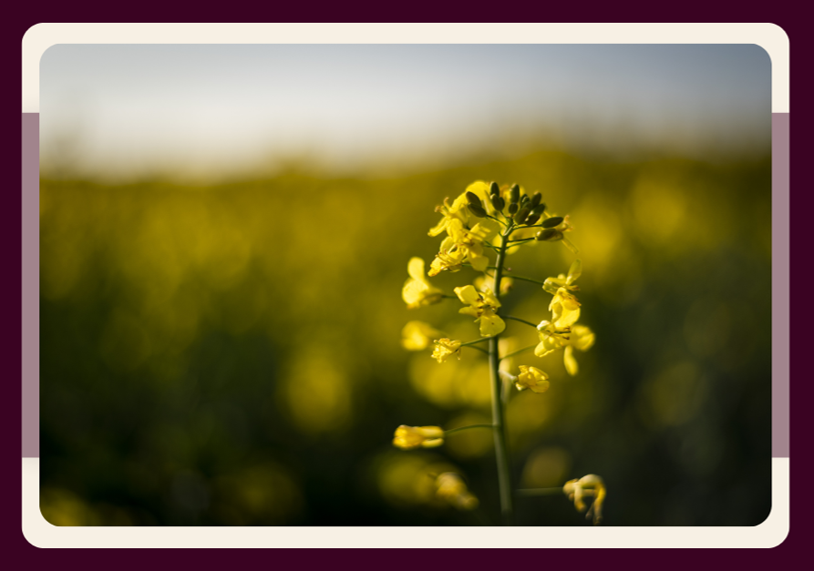 When Seeds Become Prior Art: A Case Summary on Nuseed Pty Ltd and Norddeutsche Pflanzenzucht Hans-Georg Lembke KG v Limagrain Europe [2025] APO 25